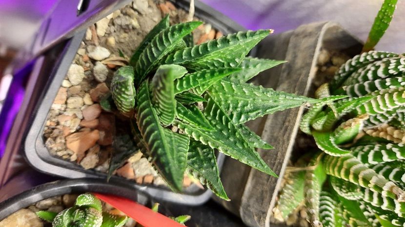  - Haworthia 2021