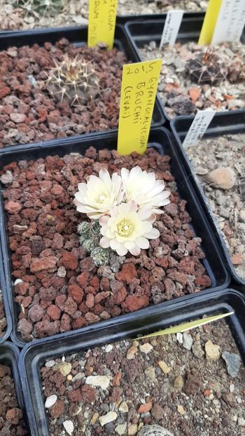 IMG-20210603-WA0013 - Cactusi infloriti 2021