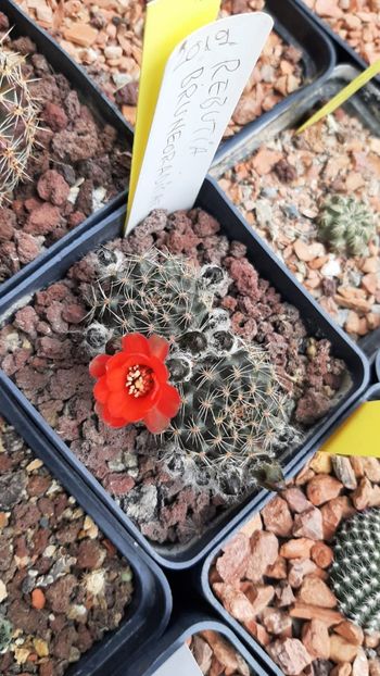 IMG-20210603-WA0012 - Cactusi infloriti 2021