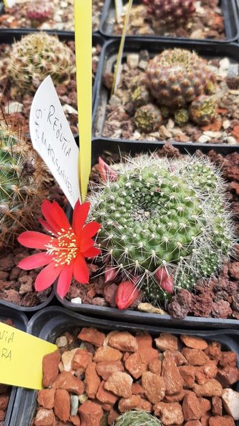 IMG-20210603-WA0006 - Cactusi infloriti 2021