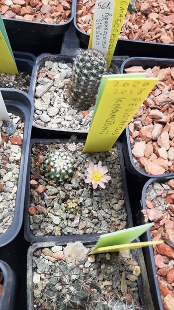 IMG-20210603-WA0004 - Cactusi infloriti 2021