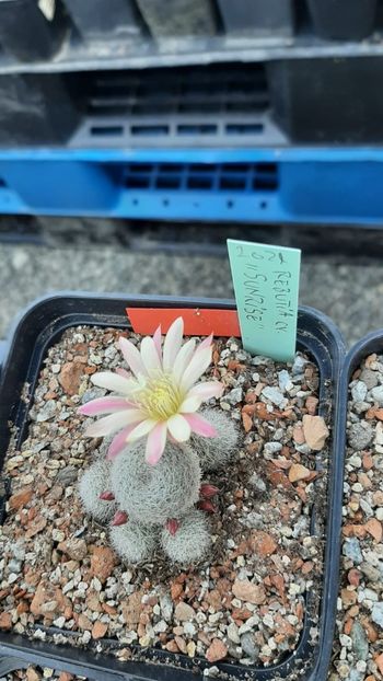 IMG-20210602-WA0016 - Cactusi infloriti 2021