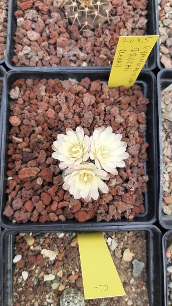 IMG-20210603-WA0002 - Cactusi infloriti 2021