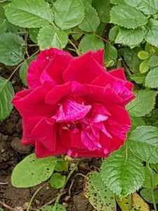  - Trandafiri la baltă 2021