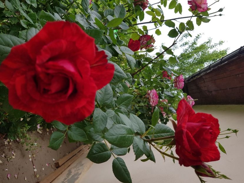 Red intuition - Trandafiri la baltă 2021