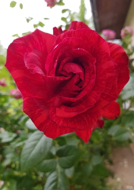 Red intuition - Trandafiri la baltă 2021