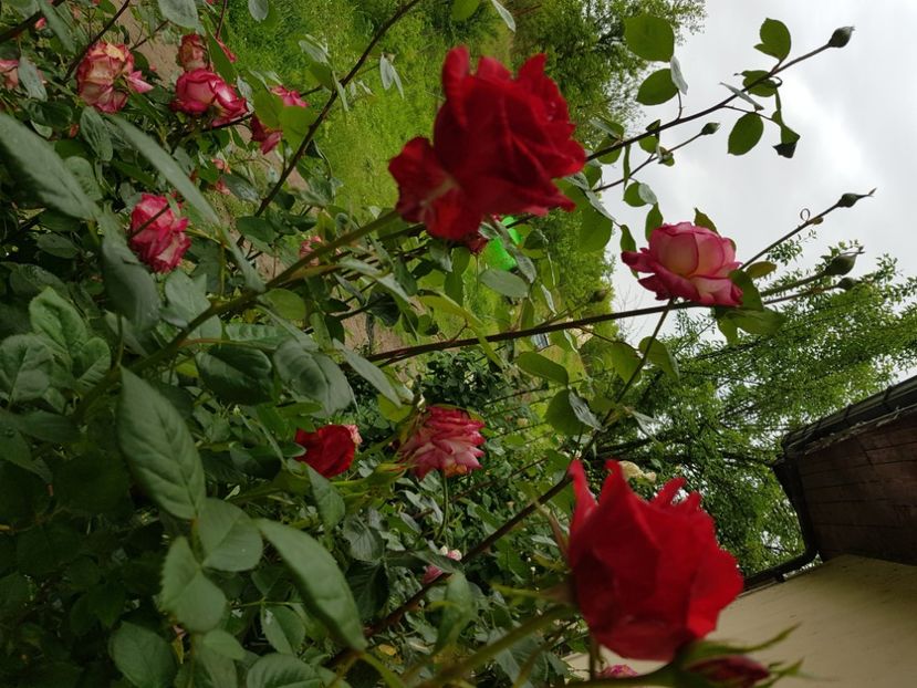 Red intuition - Trandafiri la baltă 2021