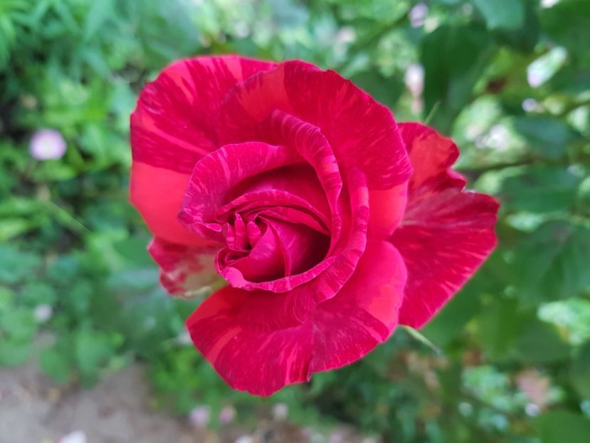 Red intuition - Trandafiri la baltă 2021