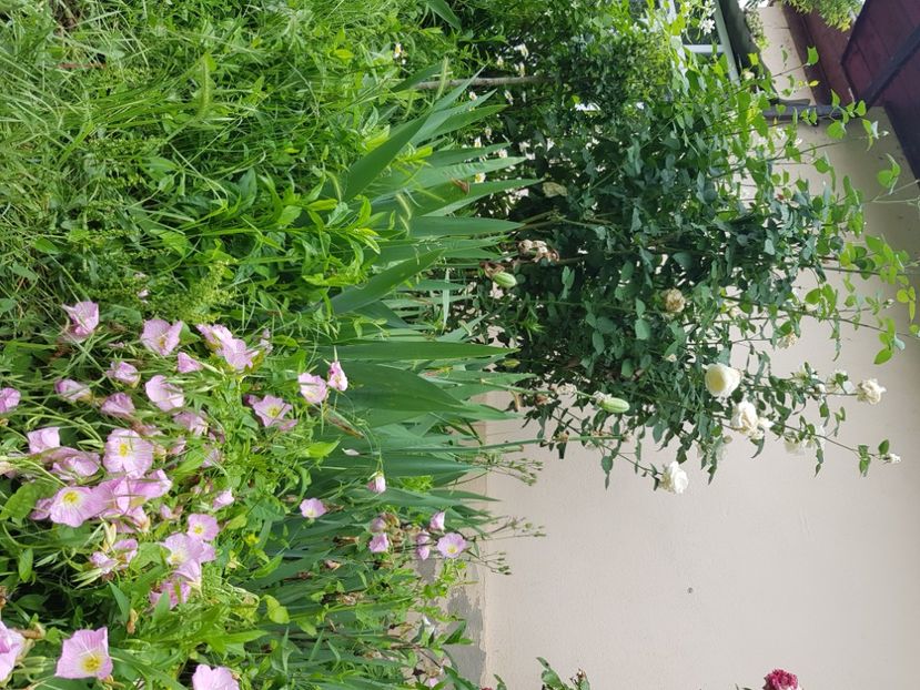  - Trandafiri la baltă 2021