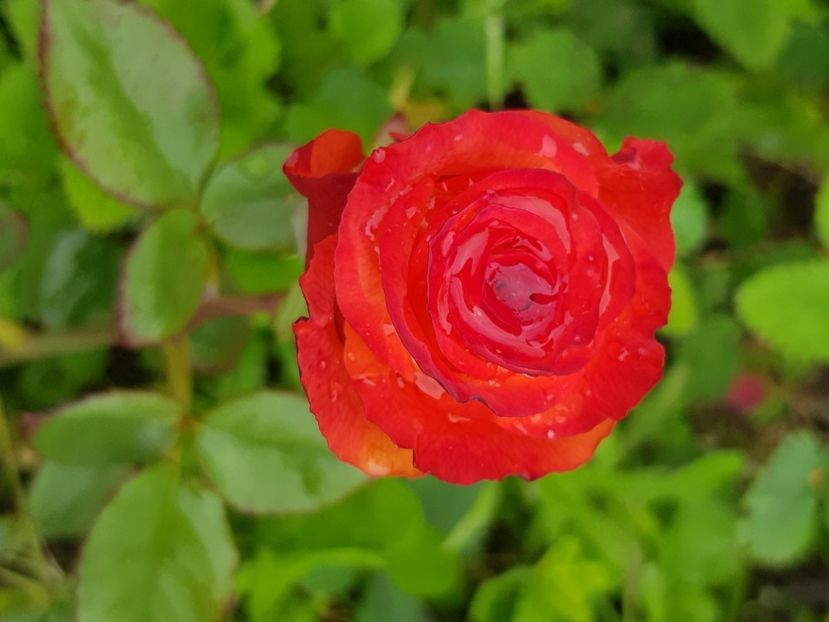  - Trandafiri la baltă 2021