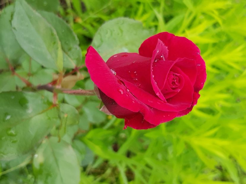 Cstifelat - Trandafiri la baltă 2021