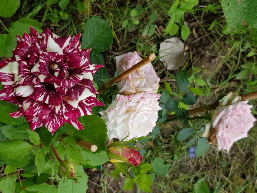  - Trandafiri la baltă 2021