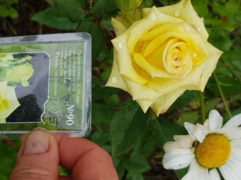  - Trandafiri la baltă 2021