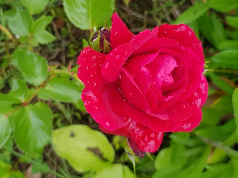 Dublură - Trandafiri la baltă 2021