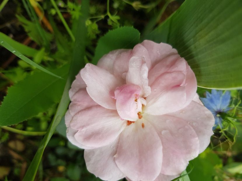 Outa the blue - Trandafiri la baltă 2021