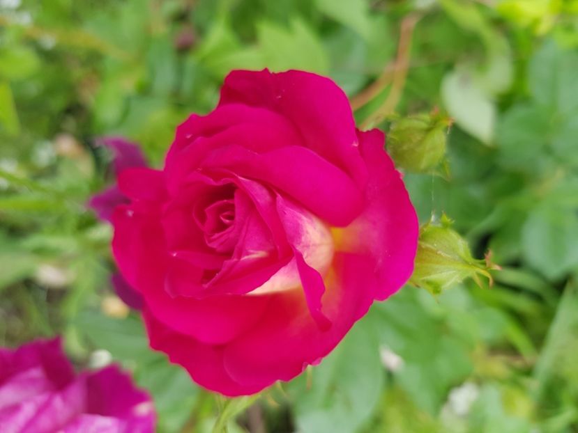  - Trandafiri la baltă 2021