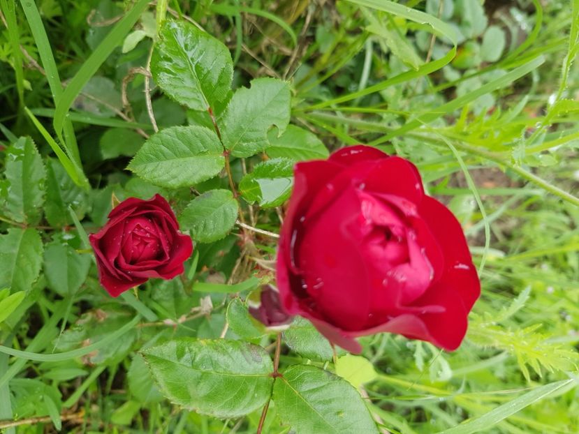  - Trandafiri la baltă 2021