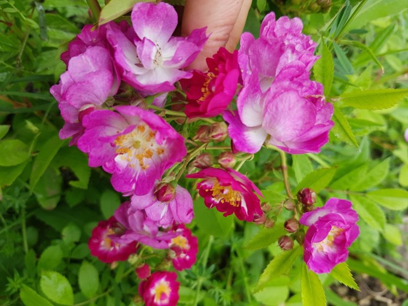 Perenialle blue - Trandafiri la baltă 2021