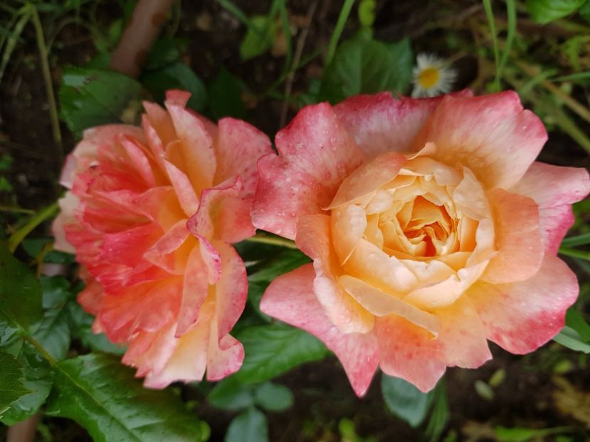 King Arthur - Trandafiri la baltă 2021