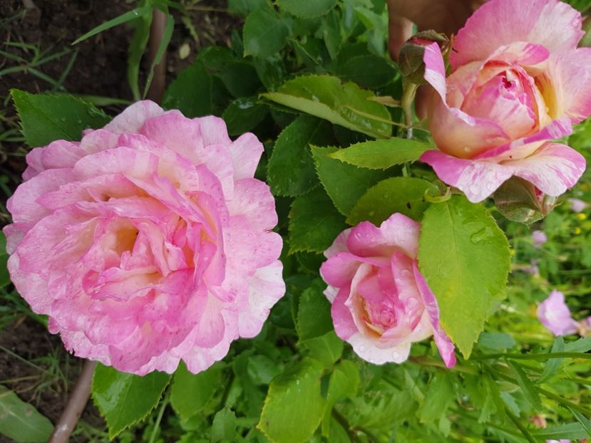 Marc Chagal - Trandafiri la baltă 2021