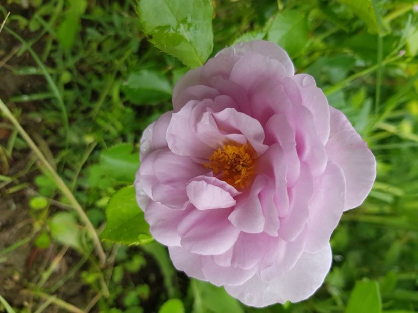 Lady parfume - Trandafiri la baltă 2021