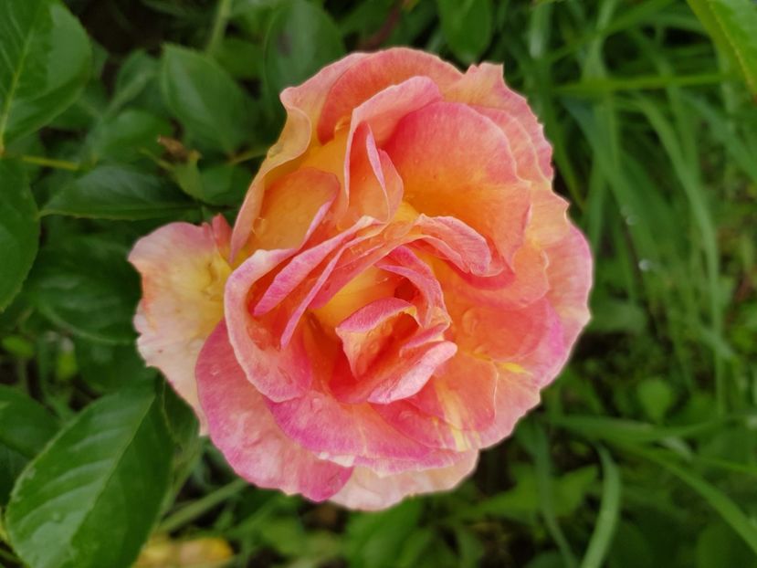 Claude monet - Trandafiri la baltă 2021