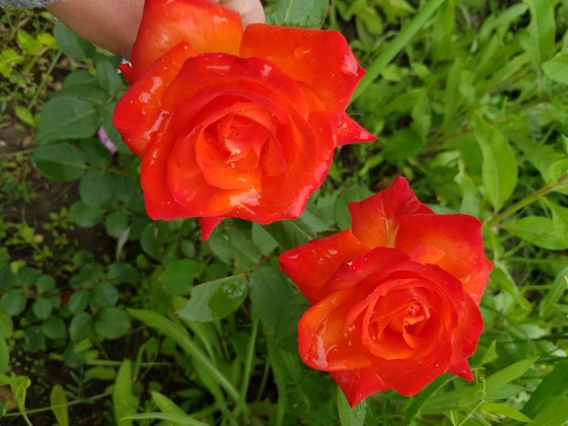 La france libre - Trandafiri la baltă 2021