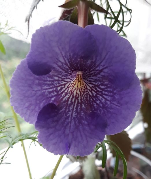  - R21 - Serge s Revelation