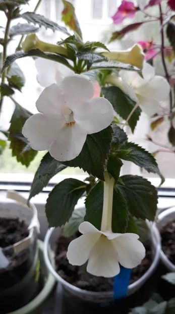  - 0001 2022 - BriD s Nani