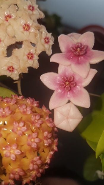  - 0 hoya infloriri in grup