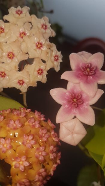  - 0 hoya infloriri in grup