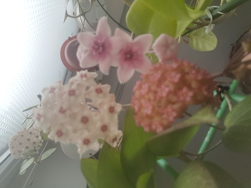  - 0 hoya infloriri in grup