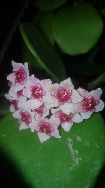  - Tannaensis