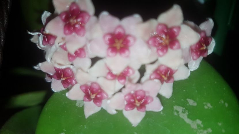  - Tannaensis pierdută