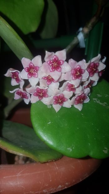  - Tannaensis pierdută