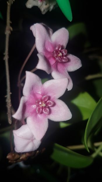  - Tannaensis