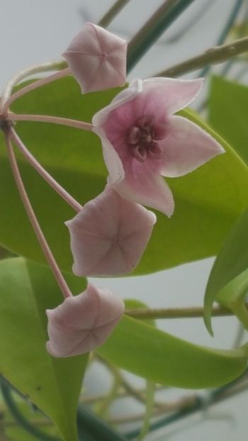  - Tannaensis