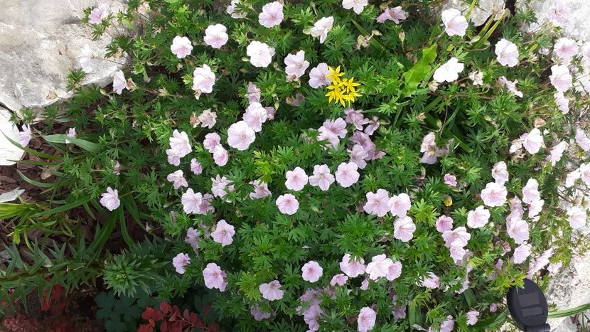 IMG-20210604-WA0020 - Gradina 2021