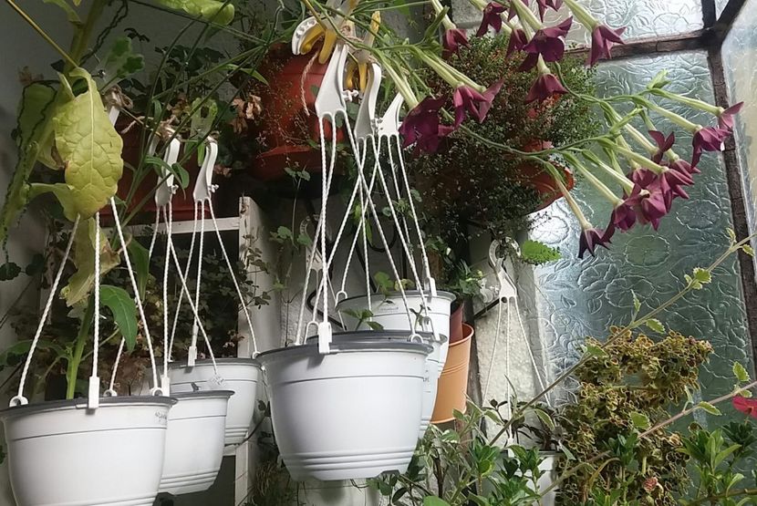 La uscat, bine legati ;) - Linişte şi flori