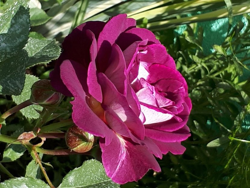  - Huddersfield Choral Society