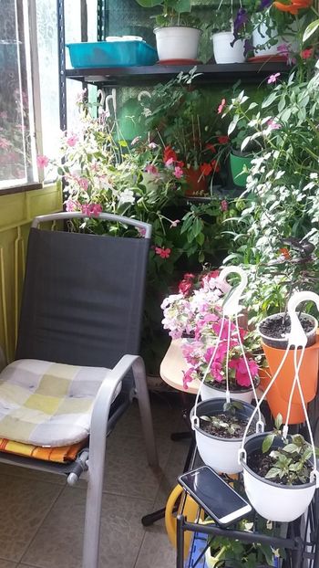  - Linişte şi flori