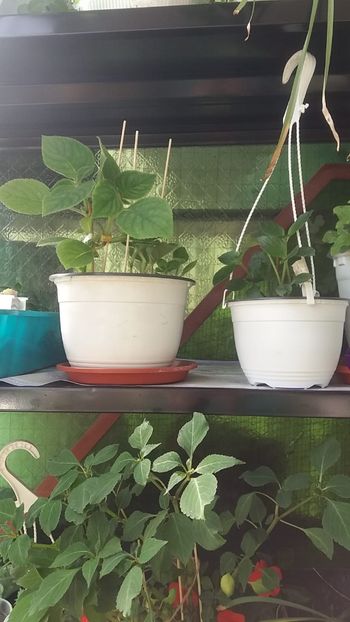  - Linişte şi flori