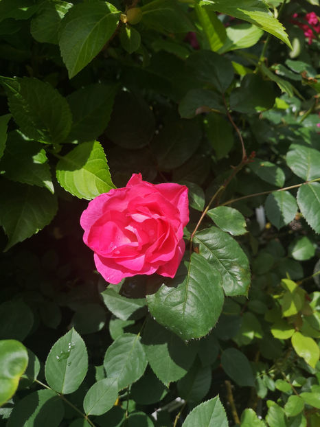 Rosa gallica Gulliver - trandafiri 2021