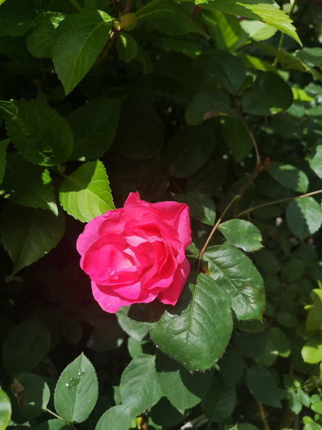 Rosa gallica Gulliver - trandafiri 2021