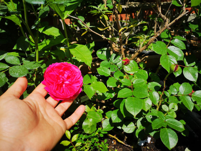 Limar - trandafiri 2021