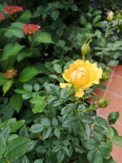 Golden beauty - trandafiri 2021