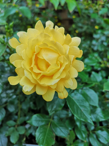 Golden Lady Ruffles - trandafiri 2021