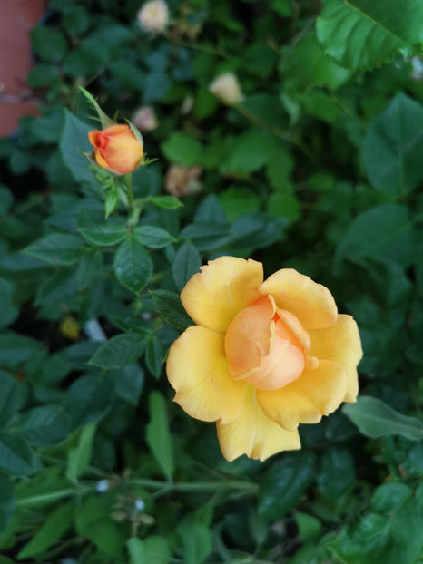 Golden beauty - trandafiri 2021