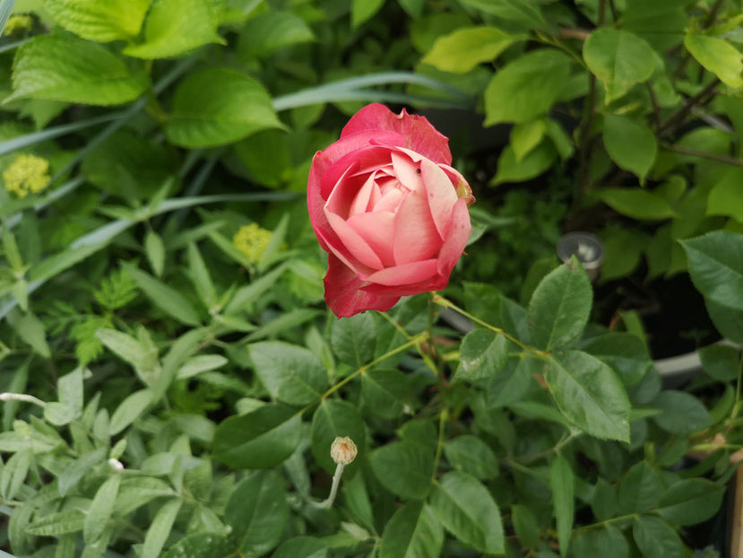 Acropolis - trandafiri 2021