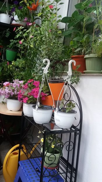  - Linişte şi flori